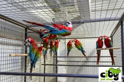 ÇİPLİ BELGELİ SARI VE KIRMIZI MACAWLAR