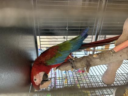 BELGELİ ÇİPLİ ARA MACAW PAPAĞANI CİTYPETSHOP
