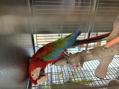 BELGELİ ÇİPLİ ARA MACAW PAPAĞANI CİTYPETSHOP