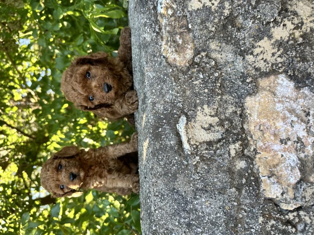RED BROWN TOY POODLE BEBEKLER SİZLERİ BEKLİYOR