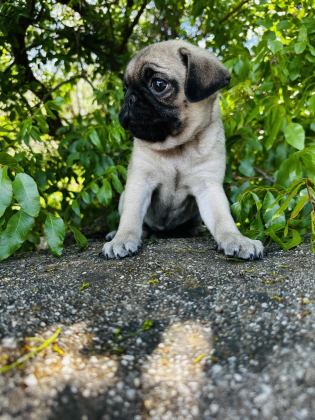 PUG VE MOPS BEBEKLERİMİ DİŞİ YAVRULAR SİZLERİ BEKLİYOR