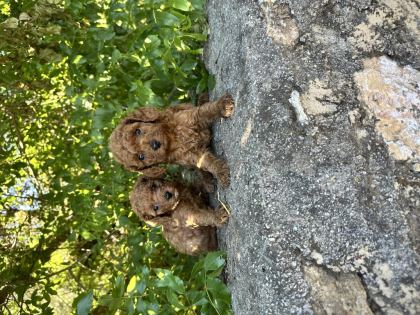 RED BROWN TOY POODLE BEBEKLER SİZLERİ BEKLİYOR