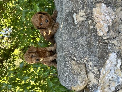 RED BROWN TOY POODLE BEBEKLER SİZLERİ BEKLİYOR