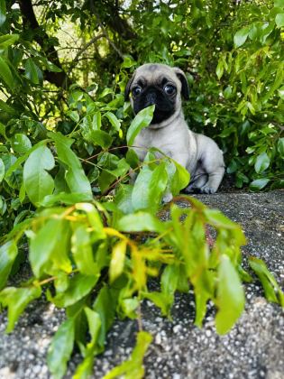 PUG VE MOPS BEBEKLERİMİ DİŞİ YAVRULAR SİZLERİ BEKLİYOR