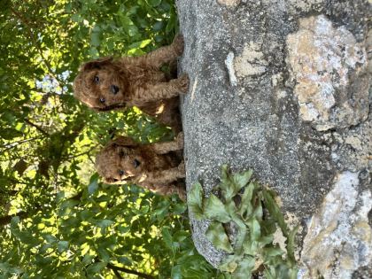 RED BROWN TOY POODLE BEBEKLER SİZLERİ BEKLİYOR
