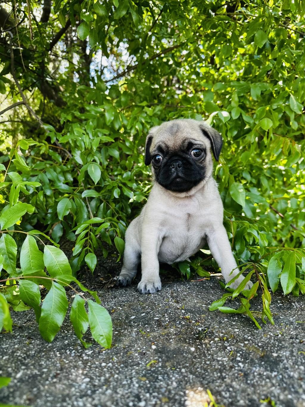 PUG VE MOPS BEBEKLERİMİ DİŞİ YAVRULAR SİZLERİ BEKLİYOR