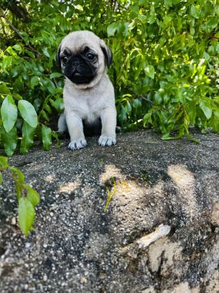 PUG VE MOPS BEBEKLERİMİ DİŞİ YAVRULAR SİZLERİ BEKLİYOR
