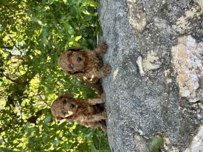 RED BROWN TOY POODLE BEBEKLER SİZLERİ BEKLİYOR