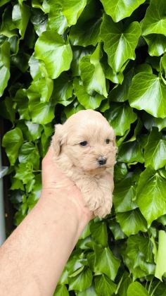 MALTİPOO CİNSİ YAVRULAR