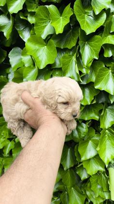 MALTİPOO CİNSİ YAVRULAR