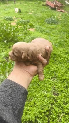 MALTİPOO CİNSİ YAVRULAR