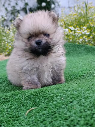 POMERANİAN YAVRUMUZ