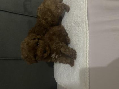 BOY KİLO IRK VE SAĞLIK GARANTİLİ POODLE