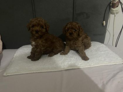BOY KİLO IRK VE SAĞLIK GARANTİLİ POODLE