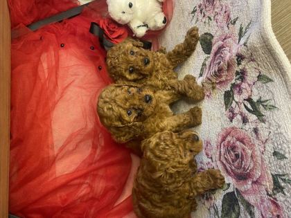 TOY POODLE YAVRULARIMIZ