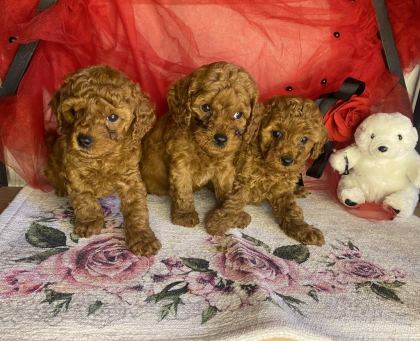 TOY POODLE YAVRULARIMIZ