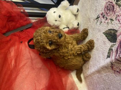 TOY POODLE YAVRULARIMIZ