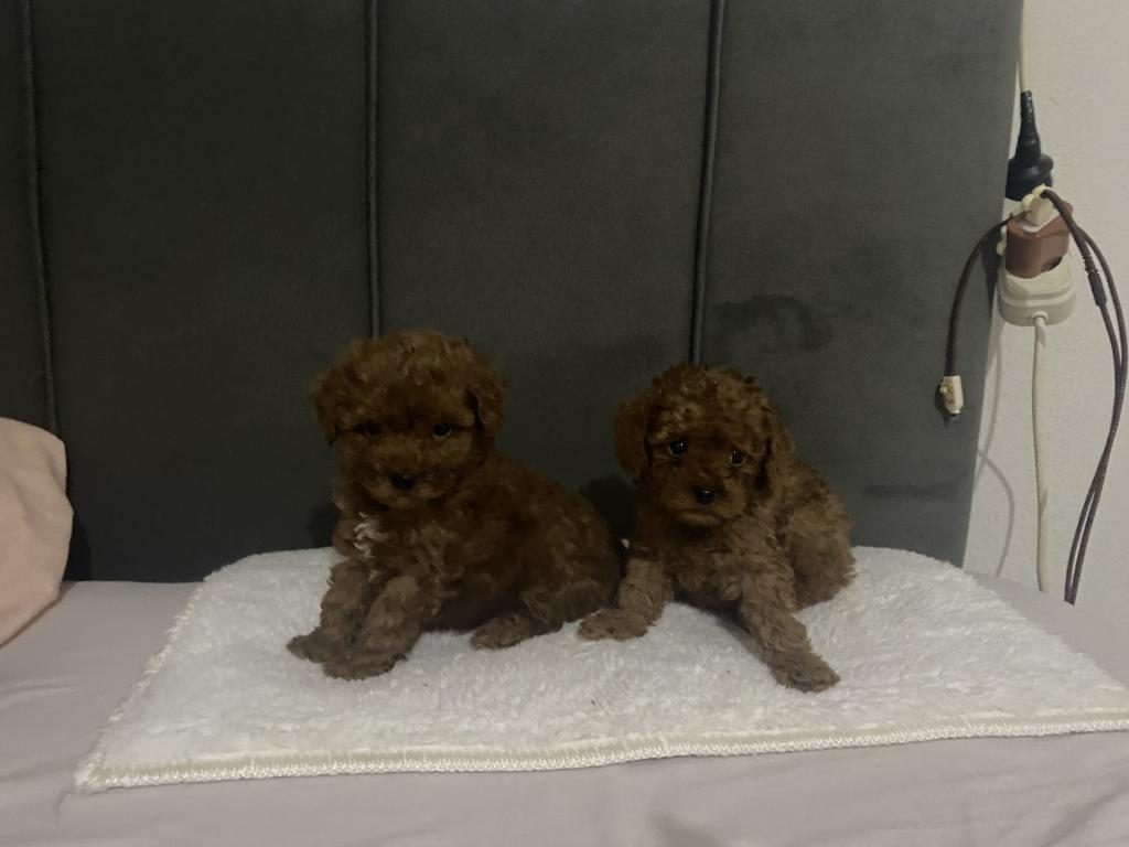 BOY KİLO IRK VE SAĞLIK GARANTİLİ POODLE