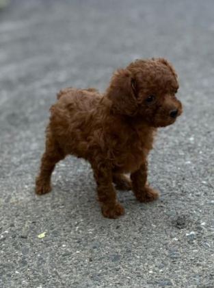 TOY POODLE EVDE BAKILAN YAVRULAR