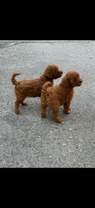 IRK GARANTİLİ TOY POODLE YAVRULAR
