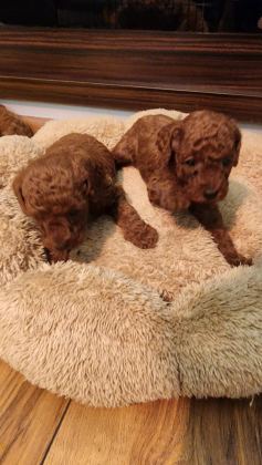 TOY POODLE EVDE BAKILAN YAVRULAR