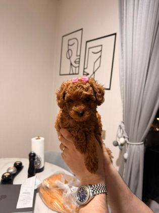 POODLE KIZ BEBEĞİMİZ
