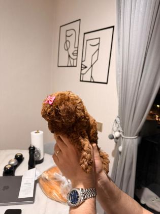 POODLE KIZ BEBEĞİMİZ