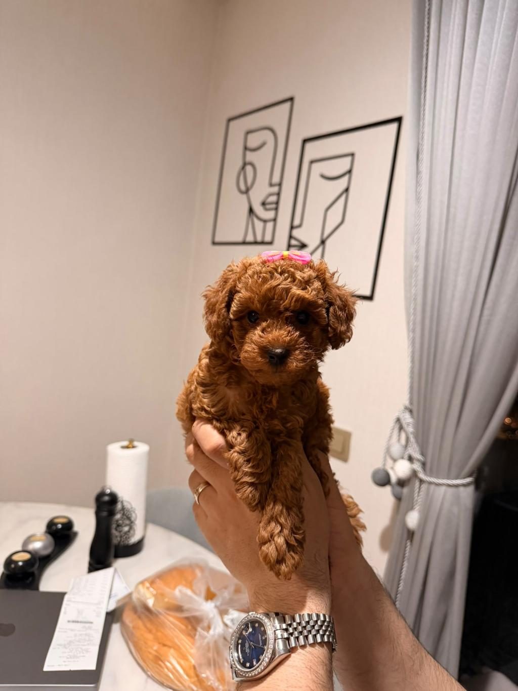 POODLE KIZ BEBEĞİMİZ