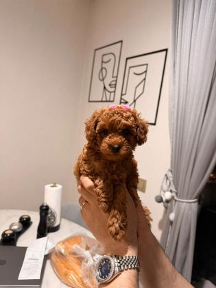 POODLE KIZ BEBEĞİMİZ