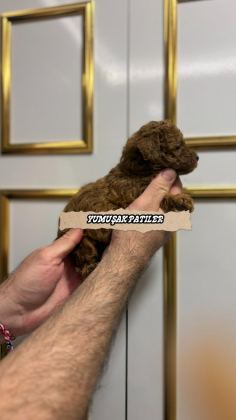 RED BROWN TOY POODLE