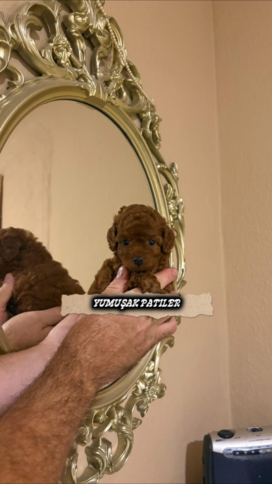 KORE RED BROWN POODLE