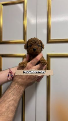RED BROWN TOY POODLE