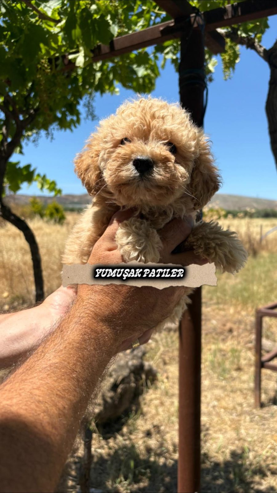 ORİJİNAL TOY POODLE