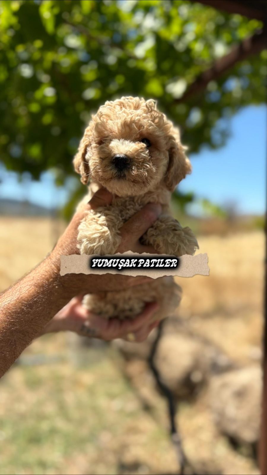 TOY POODLE DİŞİ VE ERKEK