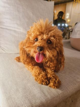 KORE YAVRUSU A KALİTE TEACUP RED BROWN TOY POODLE YAVRULAR