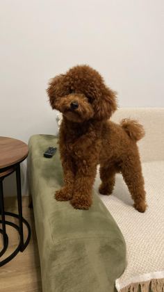 KORE YAVRUSU A KALİTE TEACUP RED BROWN TOY POODLE YAVRULAR