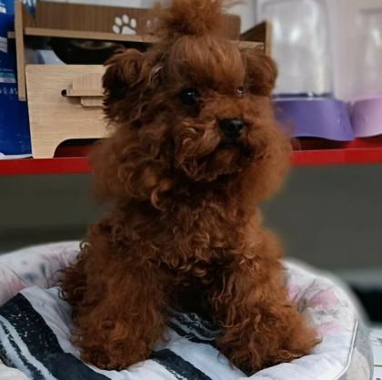 KORE YAVRUSU A KALİTE TEACUP RED BROWN TOY POODLE YAVRULAR