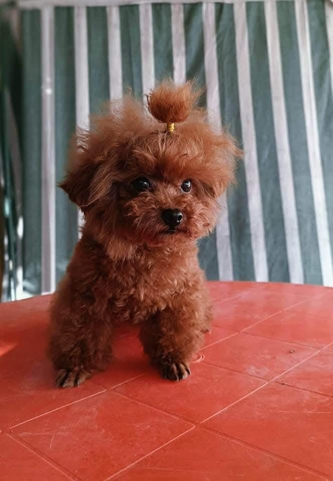 KORE YAVRUSU A KALİTE TEACUP RED BROWN TOY POODLE YAVRULAR