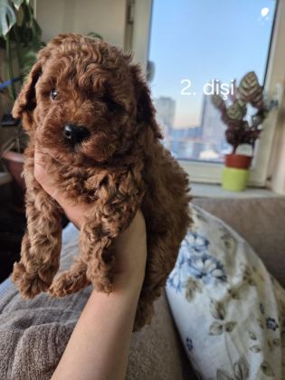 TOY GARANTİLİ 2 DİŞİ POODLE EV ORTAMINDAN