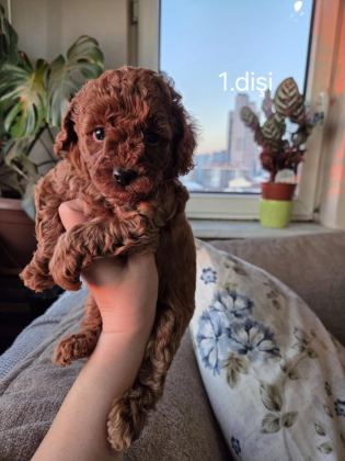 TOY GARANTİLİ 2 DİŞİ POODLE EV ORTAMINDAN