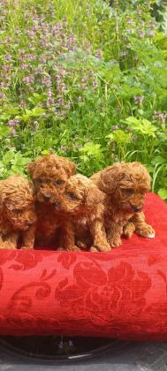 POODLE KALİTELİ CAZİP FİYATA POODLE