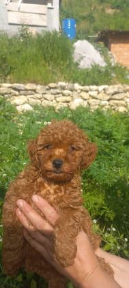 DİŞİ TOY POODLE A KALİTE