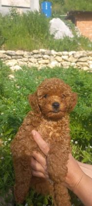 DİŞİ TOY POODLE A KALİTE