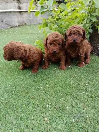 POODLE KALİTELİ CAZİP FİYATA POODLE