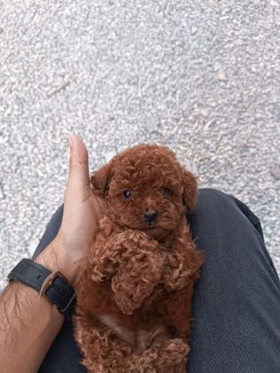 KIVIR KIVIR POODLE YAVRULARI KAÇMAZ KALİTE