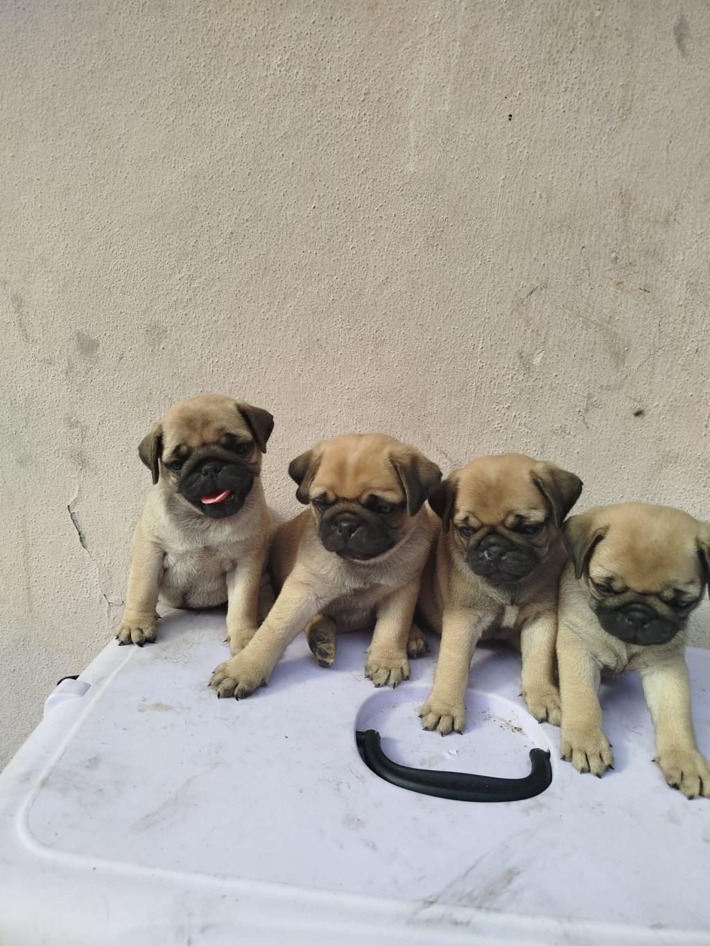 PUG MOPS RIFKI BASIK SURAT GÜL KURUK YAVRULAR SİZLERLE