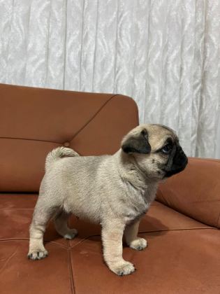 PUG MOPS RIFKI BASIK SURAT GÜL KURUK YAVRULAR SİZLERLE