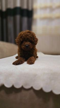 KIVIR KIVIR POODLE YAVRULARI KAÇMAZ KALİTE