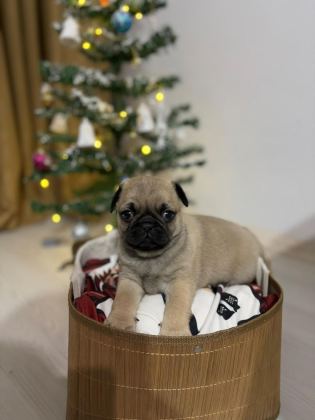 PUG MOPS RIFKI BASIK SURAT GÜL KURUK YAVRULAR SİZLERLE