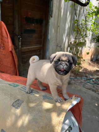 PUG MOPS RIFKI BASIK SURAT GÜL KURUK YAVRULAR SİZLERLE